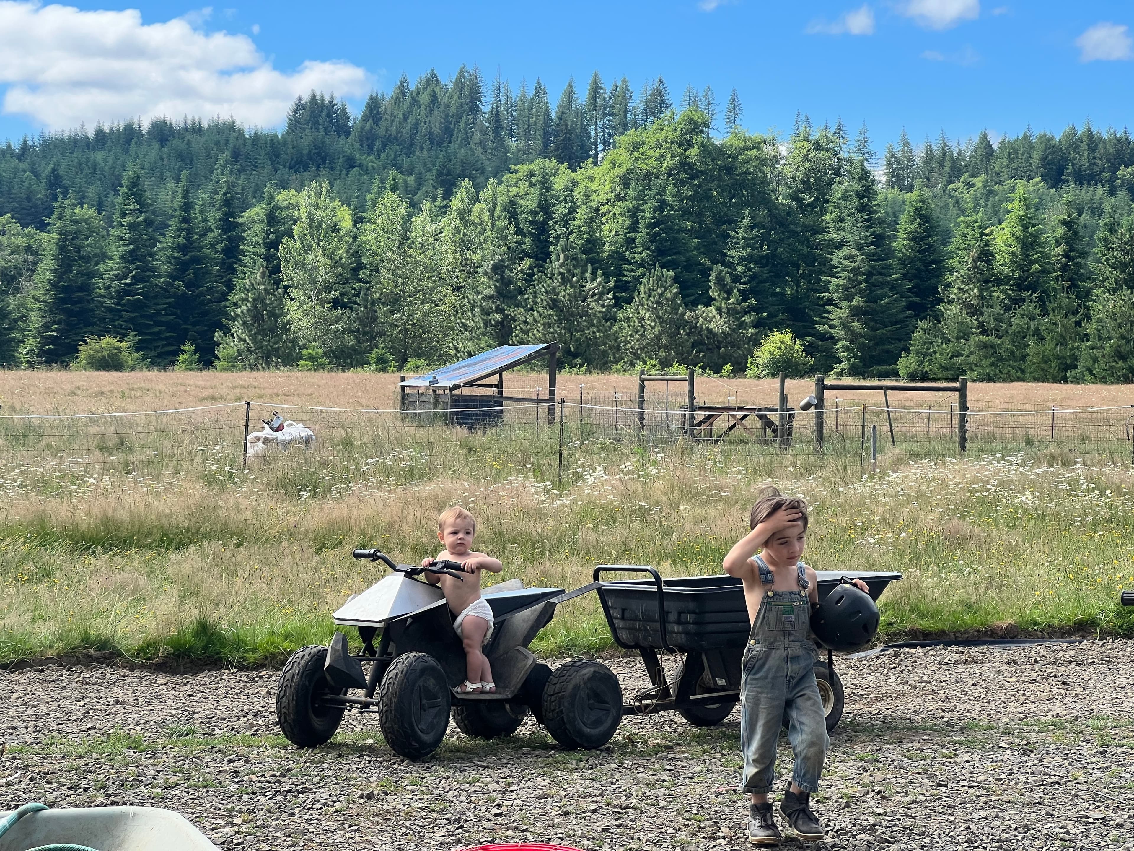 Gathering Ducks image 7