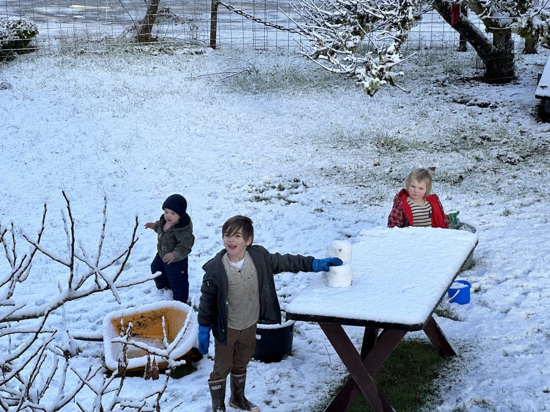 ducklings in the brooder