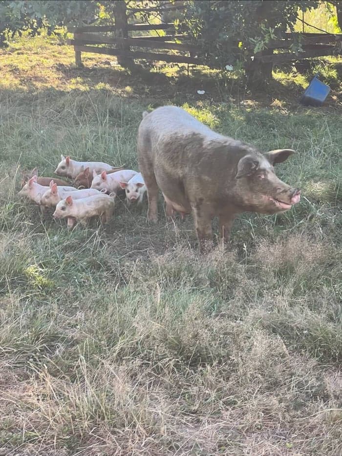 Born Under the Oak Tree