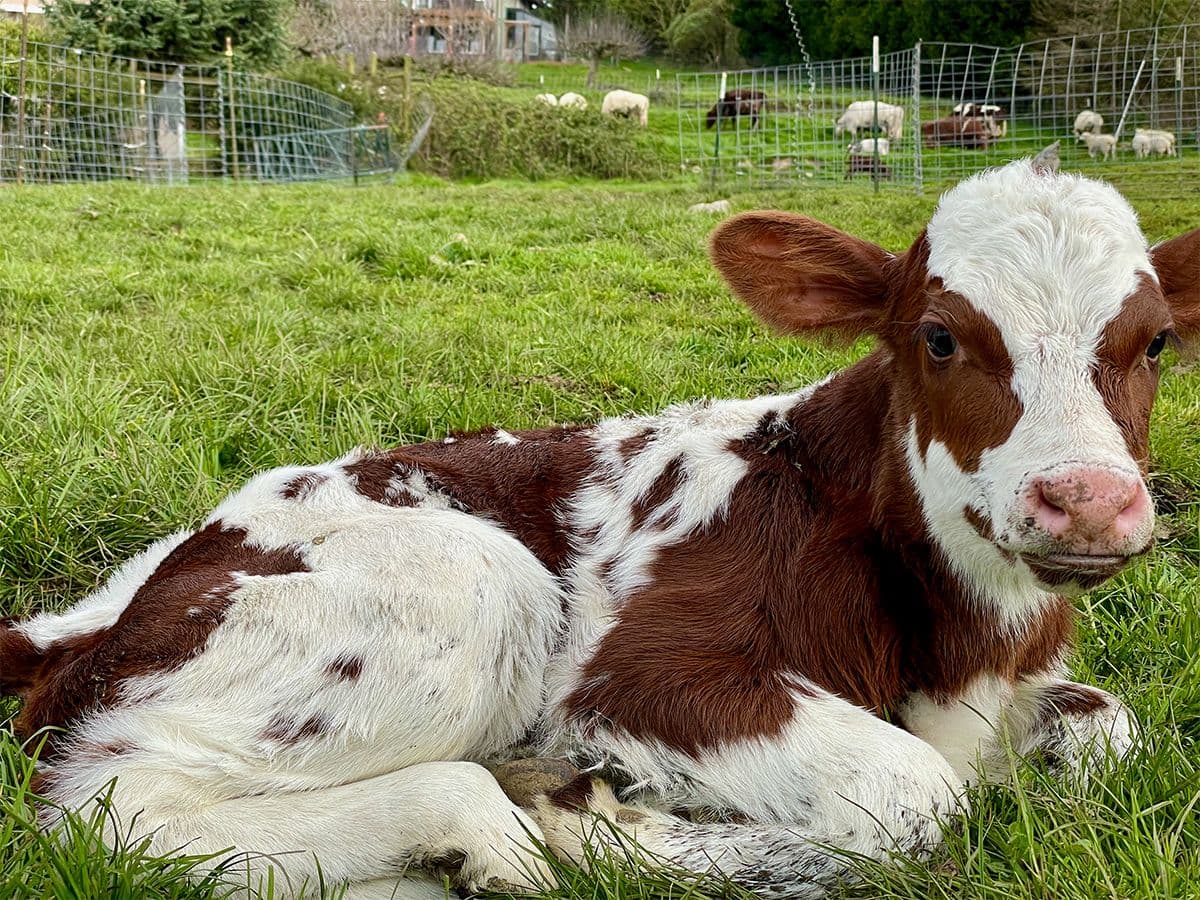 Calving Season on the Farm! image 1