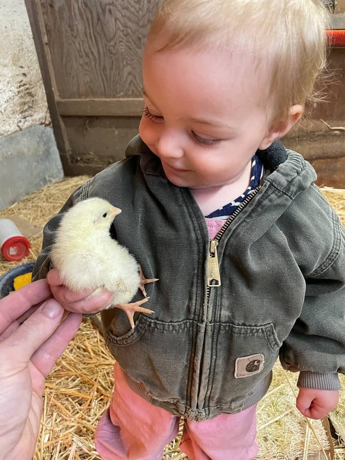Chicks and Ducklings in the Brooders