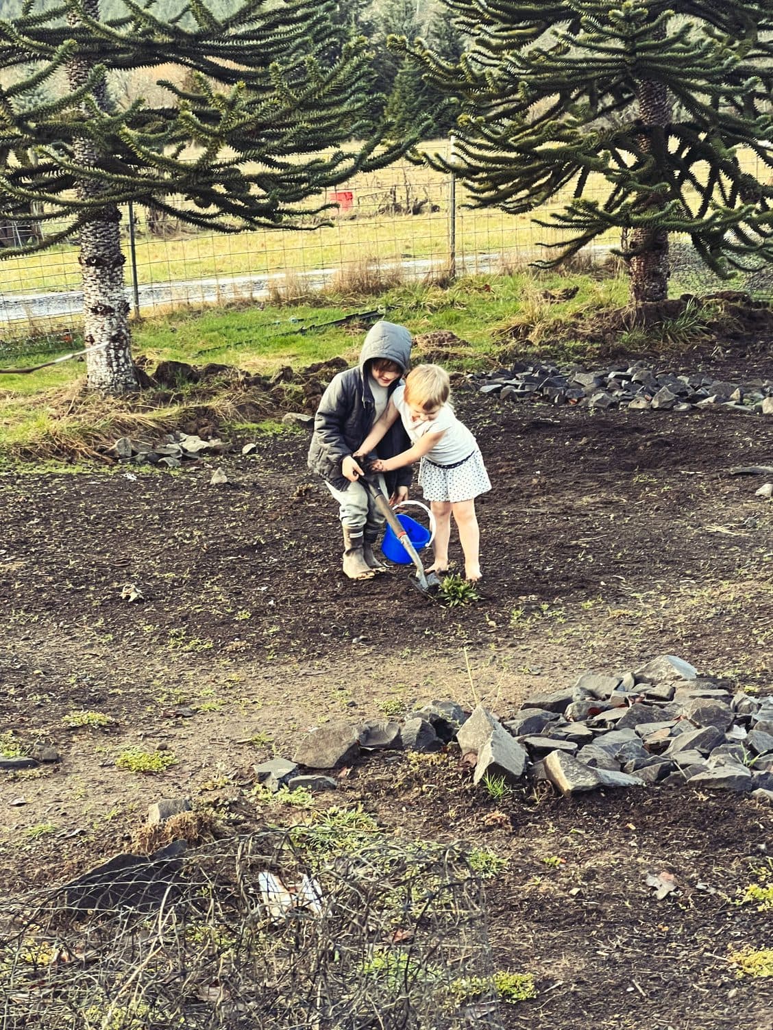 Farm Life, Farm Rice image 4