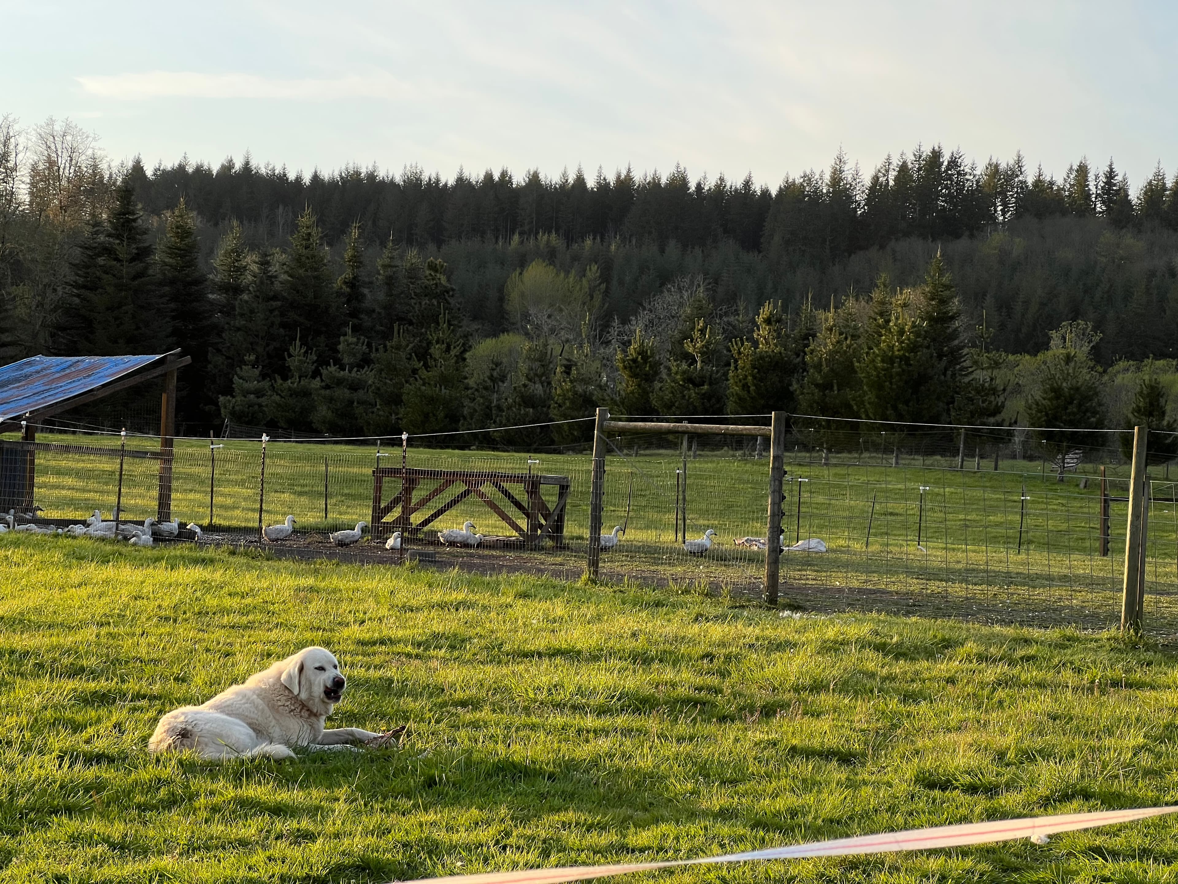 Spring Babies on Pasture image 2